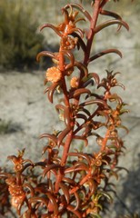 Gyrostemon australasicus