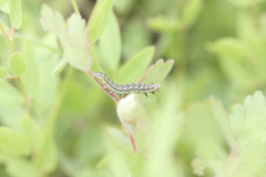 Heliothis phloxiphaga
