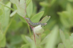 Heliothis phloxiphaga
