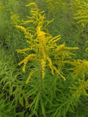 Solidago canadensis