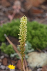 Platanthera leptopetala
