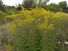 Solidago canadensis