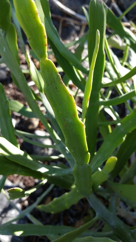 Euphorbia xylophylloides image