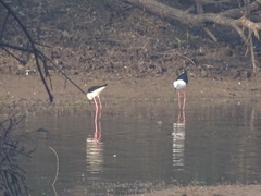 Himantopus himantopus