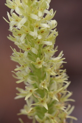 Platanthera leptopetala