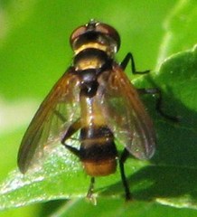 Saralba ocypteroides