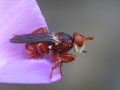 Myopa dorsalis