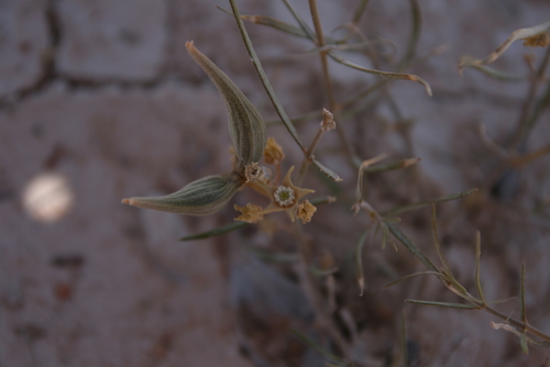 Cynanchum orangeanum image