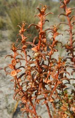 Gyrostemon australasicus