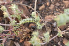 Heliothis phloxiphaga