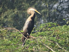 Anhinga melanogaster