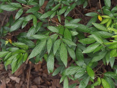 Ohwia caudata