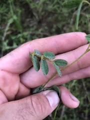 Tephrosia onobrychoides