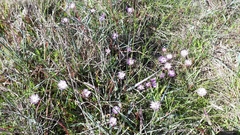 Lampranthus filicaulis