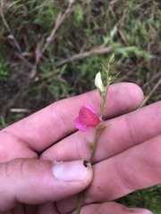 Tephrosia onobrychoides