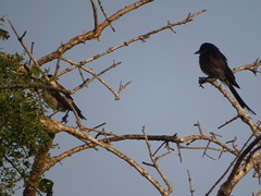 Dicrurus macrocercus