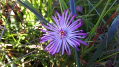 Lampranthus filicaulis