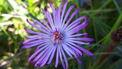 Lampranthus filicaulis