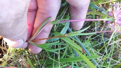 Lampranthus filicaulis
