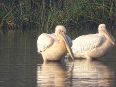 Pelecanus onocrotalus
