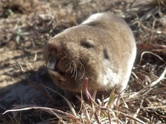 Cryptomys hottentotus