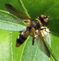 Saralba ocypteroides