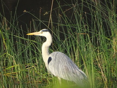 Ardea cinerea