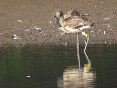 Phoenicopterus roseus
