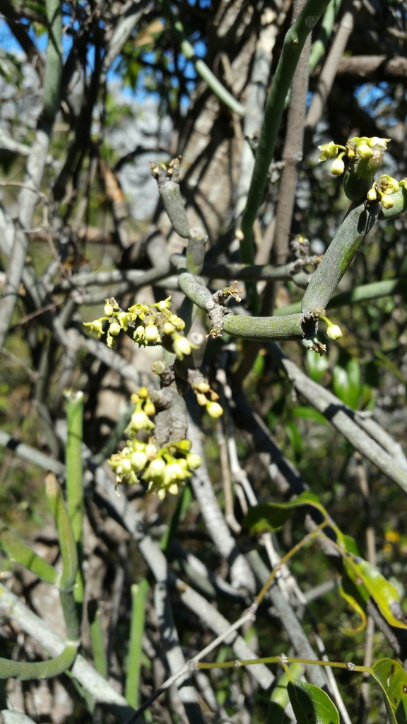 Cynanchum mahafalense