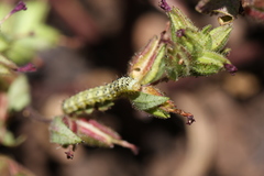 Heliothis phloxiphaga