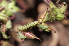 Heliothis phloxiphaga