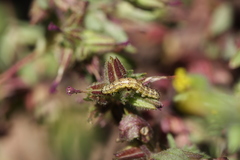 Heliothis phloxiphaga