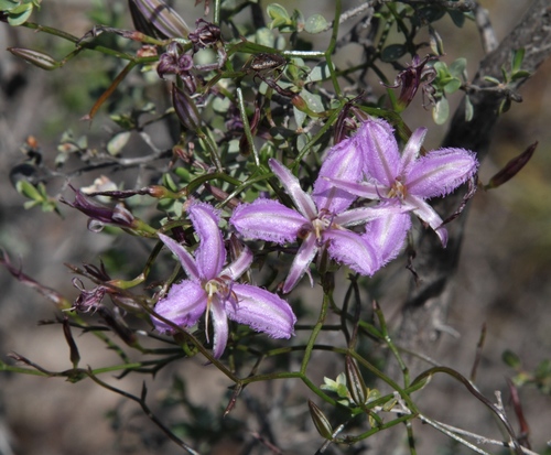 Image of Thysanotus manglesianus by (c) Margaret Langley, some rights reserved (CC BY)