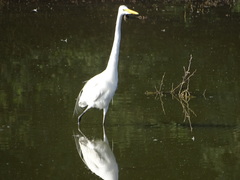Ardea intermedia