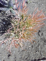 Magnoliopsida