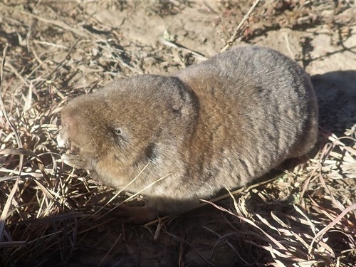 Common Molerat