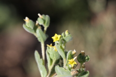 Mentzelia micrantha