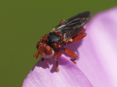 Myopa dorsalis