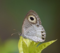 Ypthima ceylonica