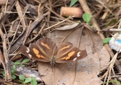 Libythea laius