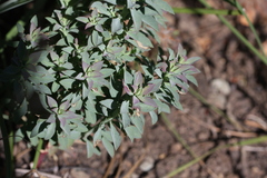 Tithymalus