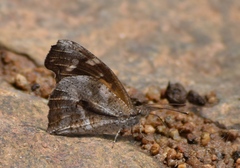 Libythea laius