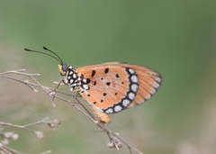 Acraea terpsicore