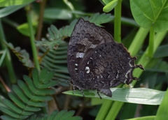 Thaduka multicaudata