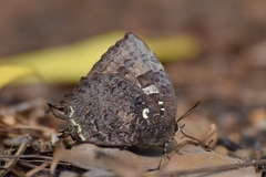 Thaduka multicaudata