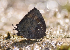 Thaduka multicaudata