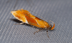 Epicallima formosella