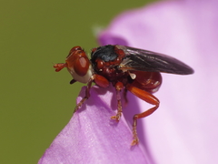 Myopa dorsalis