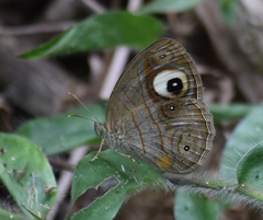 Mycalesis junonia