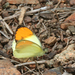 Sulphur Orange Tip - Photo (c) Svdmolen, some rights reserved (CC BY)